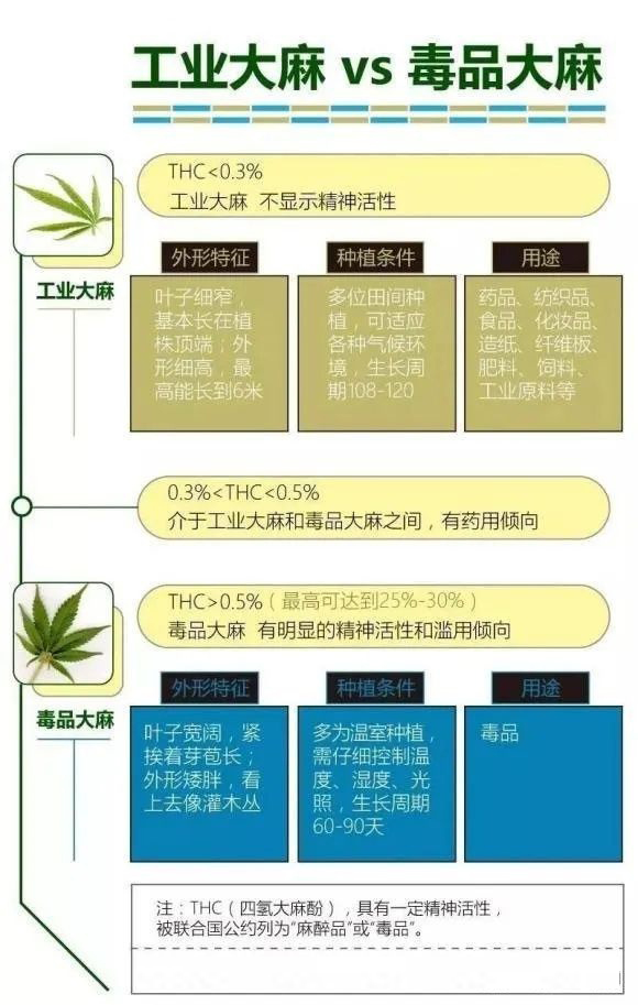 偷麻药最新现象，危害、成因与应对策略