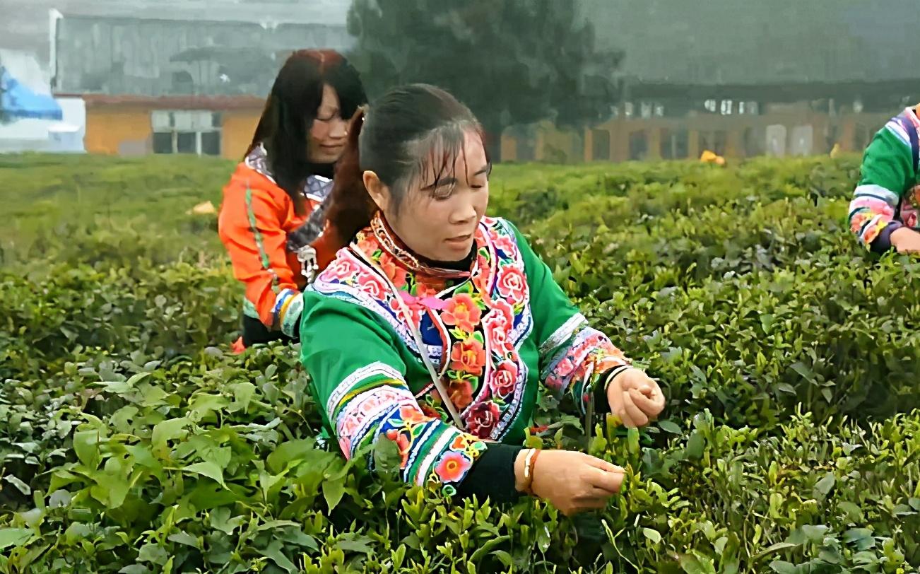 最新疫情黔南，挑战与应对