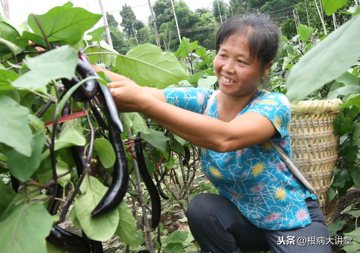 茄子门最新动态，探索前沿技术与传统魅力的融合之旅